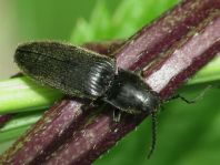 Hemicrepidius sp.