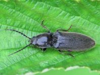 Hemicrepidius sp.