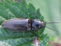 Hemicrepidius sp.