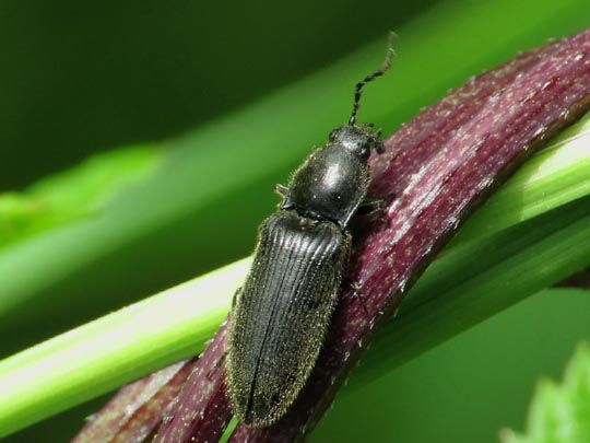 Hemicrepidius sp.