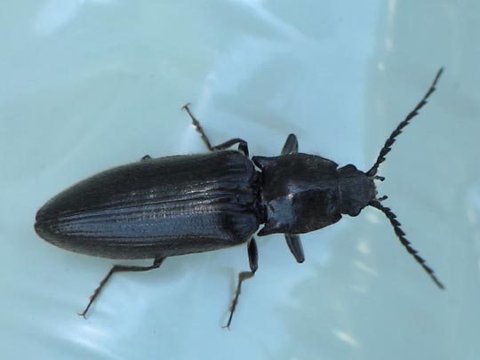 Hemicrepidius sp.