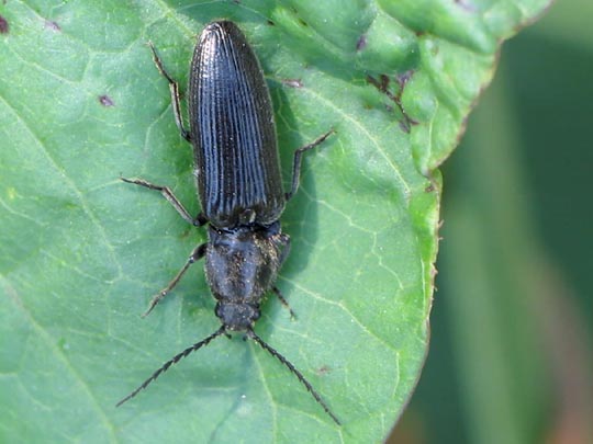 Hemicrepidius sp.