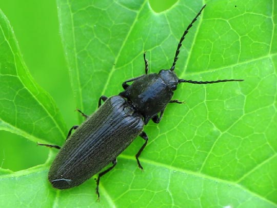 Hemicrepidius sp.