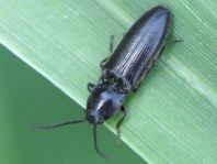 Hemicrepidius sp.