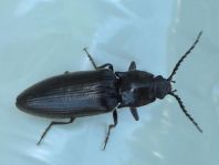 Hemicrepidius sp.