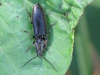 Hemicrepidius sp.