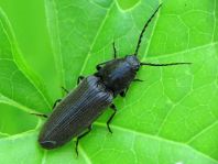 Hemicrepidius sp.