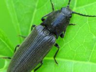 Hemicrepidius sp.