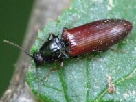 Hypoganus inunctus