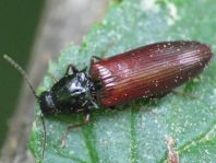 Hypoganus inunctus