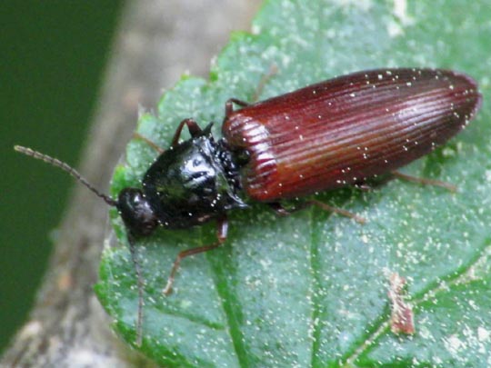 Hypoganus inunctus