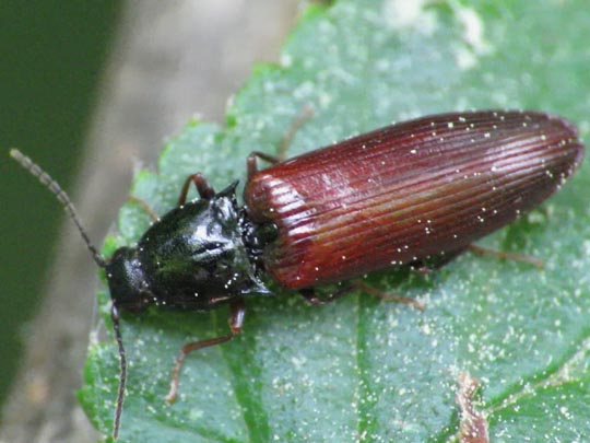 Hypoganus inunctus