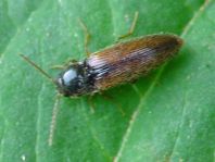 Adrastus
