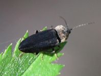 Elateridae, Schnellkäfer