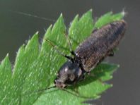 Elateridae, Schnellkäfer