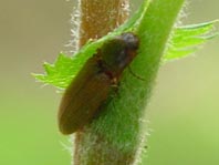 Athous subfuscus