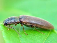 Athous subfuscus