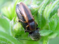 Gestreifter Forstschnellkäfer, Dalopius marginatus