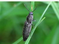 Elateridae, Schnellkäfer