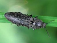 Elateridae, Schnellkäfer