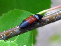 Gegürtelter Schnellkäfer, Ampedus balteatus