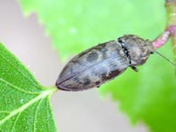 Seidenhaariger Schnellkäfer, Prosternon tessellatum