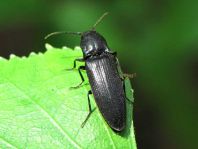 Elateridae, Schnellkäfer