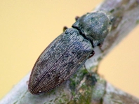 Seidenhaariger Schnellkäfer, Prosternon tessellatum