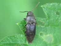 Elateridae, Schnellkäfer