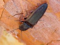 Ectinus aterrimus, Wald-Humusschnellkäfer