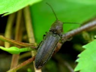 Cidnopus cf. aeruginosus