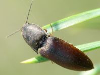 Sericus brunneus, Brauner Schnellkäfer