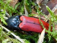 Ampedus sp.