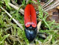 Ampedus sp.