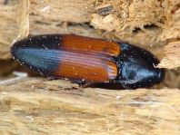 Gegürtelter Schnellkäfer, Ampedus balteatus