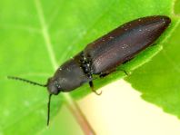 Sericus brunneus, Brauner Schnellkäfer