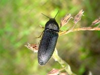 Schnellkäfer, Melanotus punctolineatus
