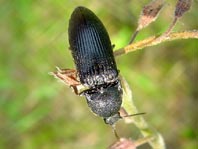 Schnellkäfer, Melanotus punctolineatus