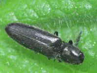 Kibunea (Limonius) sp.