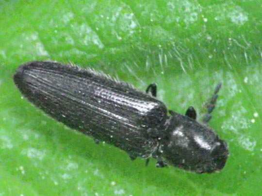 Kibunea (Limonius) sp.
