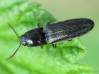 Kibunea (Limonius) sp.