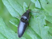 Schnellkäfer, Melanotus sp.