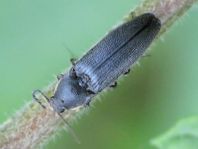 Schnellkäfer, Melanotus sp.