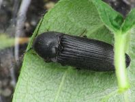 Schnellkäfer, Melanotus punctolineatus