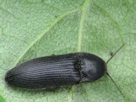 Schnellkäfer, Melanotus punctolineatus
