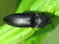 Schnellkäfer, Melanotus punctolineatus