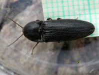 Schnellkäfer, Melanotus punctolineatus