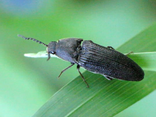 Melanotus punctolineatus