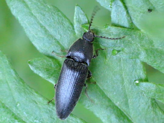 Schnellkäfer, Melanotus