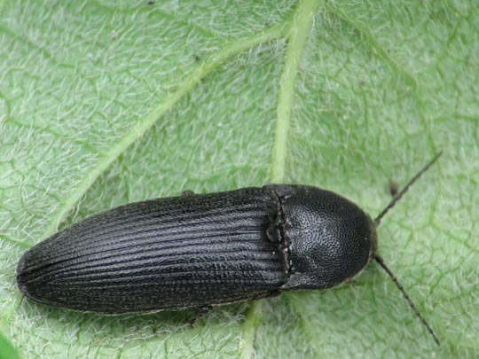 Melanotus punctolineatus